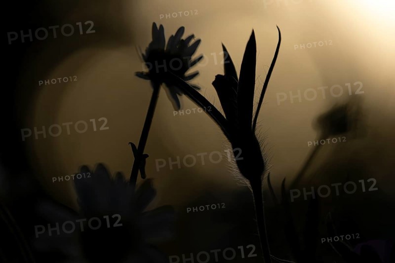 Oxeye daisy (Leucanthemum vulgare) and Corncockle (Agrostemma githago) silhouette of wildflower flowers at sunset in summer, England, United Kingdom