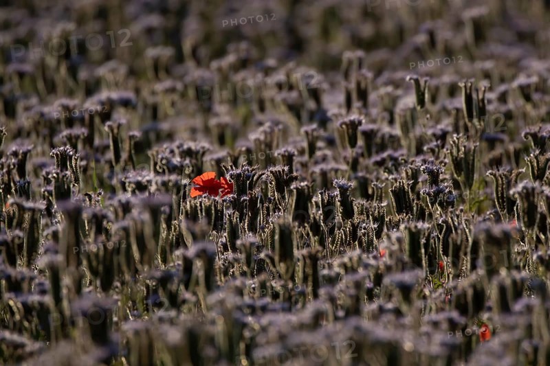 Phacelia (Phacelia tanacetifolia) field of flowers with Common field poppy (Papaver rhoeas) red wildflower flower in summer, England, United Kingdom