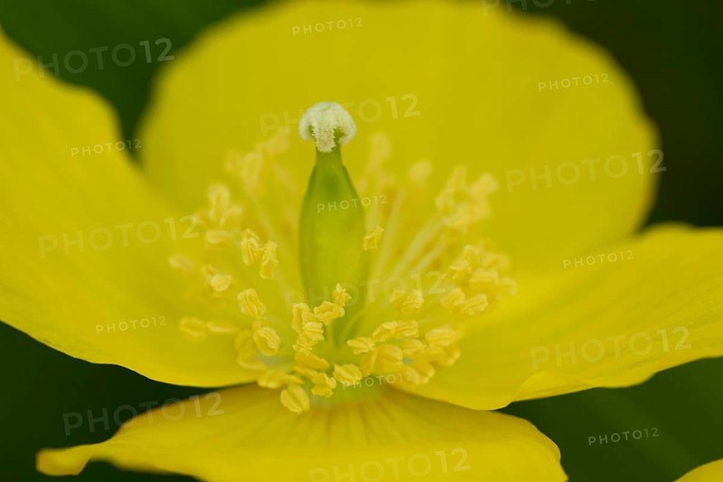 Welsh poppy (Papaver cambricum) yellow flower in summer, England, United Kingdom