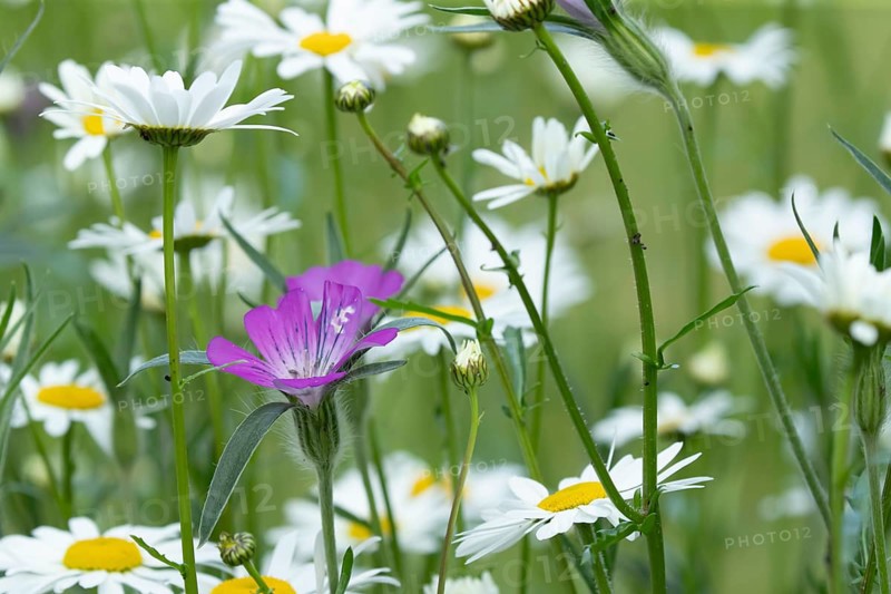 Oxeye daisy (Leucanthemum vulgare) and Corncockle (Agrostemma githago) wildflower flowers in a meadow in summer, England, United Kingdom