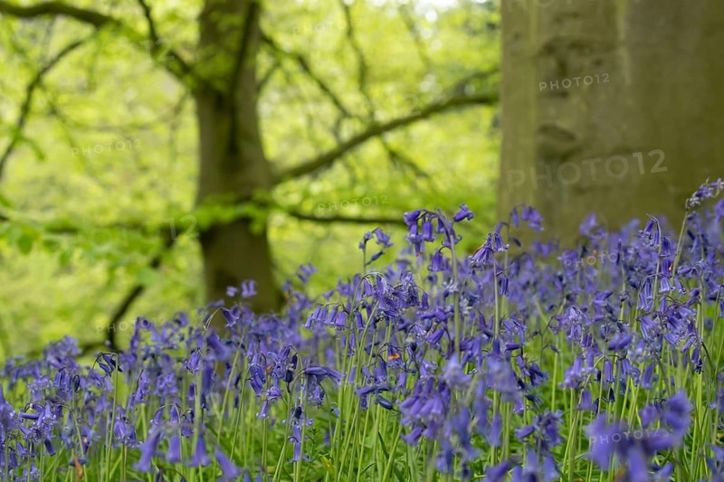 Common or English bluebell (Hyacinthoides non-scripta) carpet of blue wildflowers in a woodland in spring, England, United Kingdom
