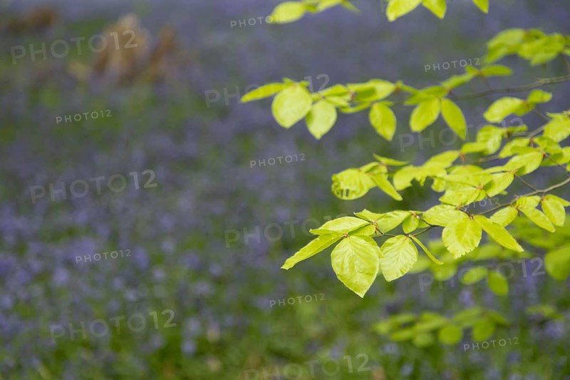 Common beech tree (Fagus sylvatica) leaves in front of Common or English bluebell (Hyacinthoides non-scripta) carpet of blue wildflowers in a woodland in spring, England, United Kingdom