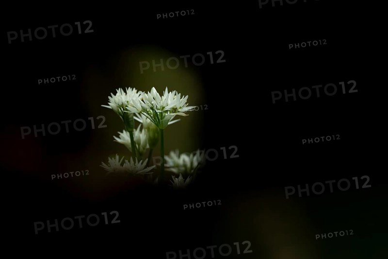 Ransoms or Wild garlic (Allium ursinum) white wildflower flowers in a woodland in spring, England, United Kingdom