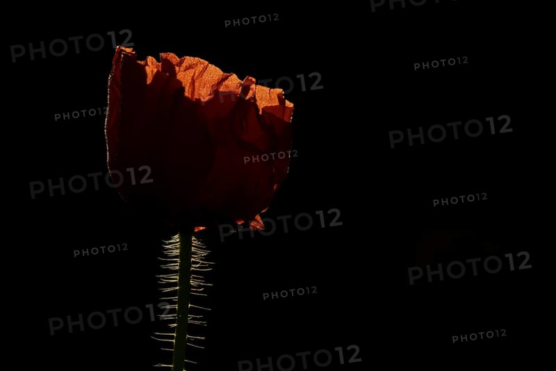 Common field poppy (Papaver rhoeas) red wildflower flower backlit in summer, England, United Kingdom