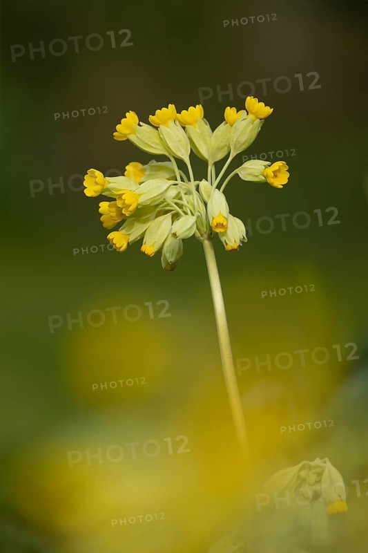 Cowslip (Primula veris) yellow wildflower flower in spring, England, United Kingdom