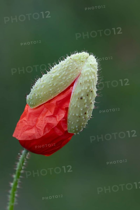 Common field poppy (Papaver rhoeas) red wildflower flower bud in summer, England, United Kingdom
