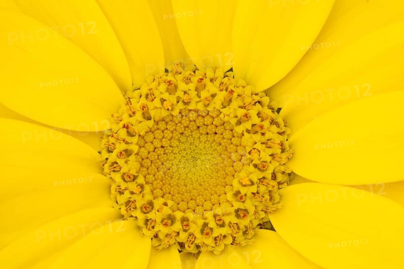 Corn marigold (Glebionis segetum) single yellow wildflower flower in summer, England, United Kingdom