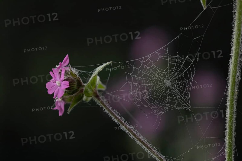 Red campion (Silene dioica) wildflower flowers with a spiders web in spring, England, United Kingdom