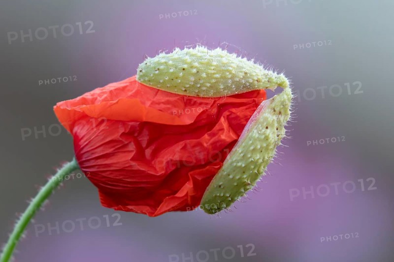 Common field poppy (Papaver rhoeas) red wildflower flower bud in summer, England, United Kingdom