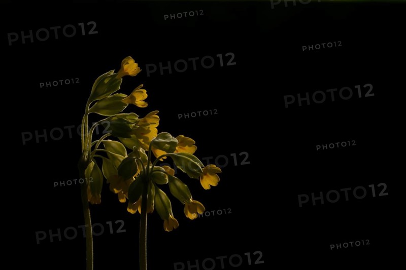 Cowslip (Primula veris) wildflower flowers backlit in spring, England, United Kingdom