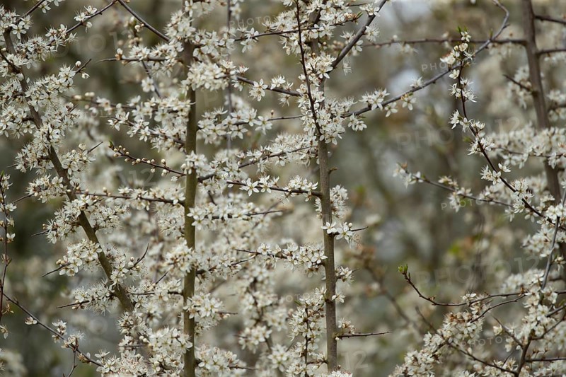 Blackthorn tree (Prunus spinosa) white blossom flowers in spring, England, United Kingdom