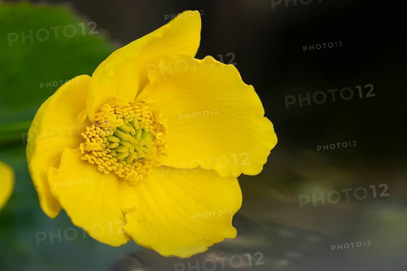 Marsh marigold or Kingcup (Caltha palustris) single yellow wildflower flower in spring, England, United Kingdom