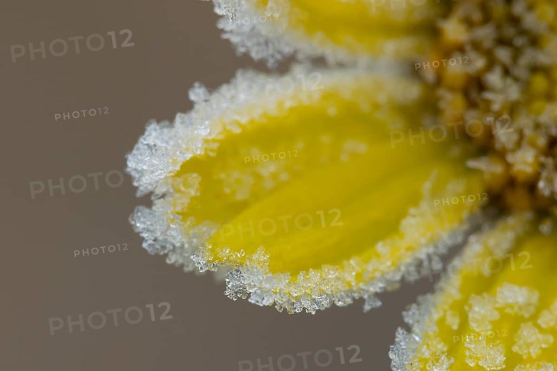 Corn marigold (Glebionis segetum) single yellow wildflower flower petals covered in frost in winter, England, United Kingdom