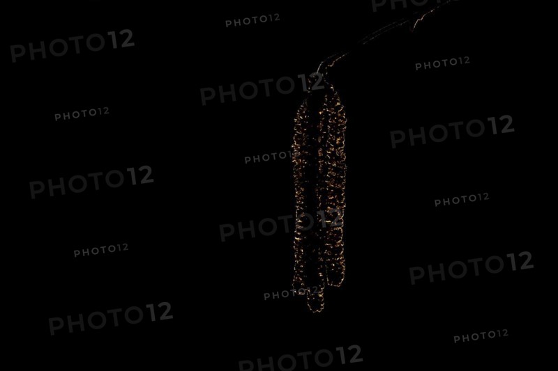 Hazel tree (Corylus avellana) catkins backlit in spring, England, United Kingdom