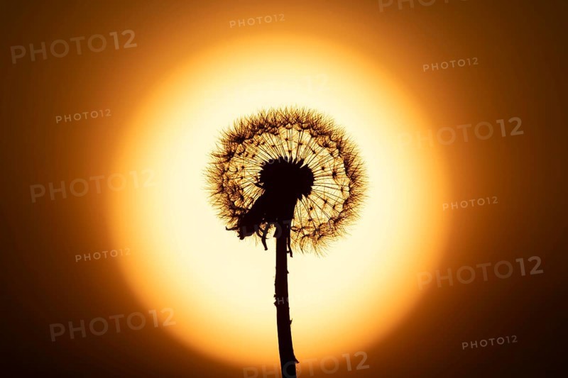 Dandelion (Taraxacum officinale) silhouette of a wildflower seedhead clock at sunset in summer, England, United Kingdom