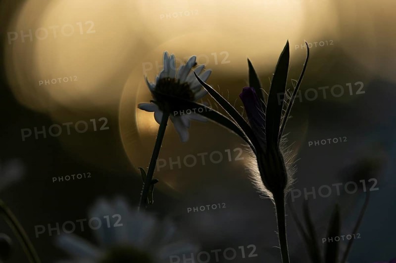 Oxeye daisy (Leucanthemum vulgare) and Corncockle (Agrostemma githago) wildflower flowers at sunset in summer, England, United Kingdom