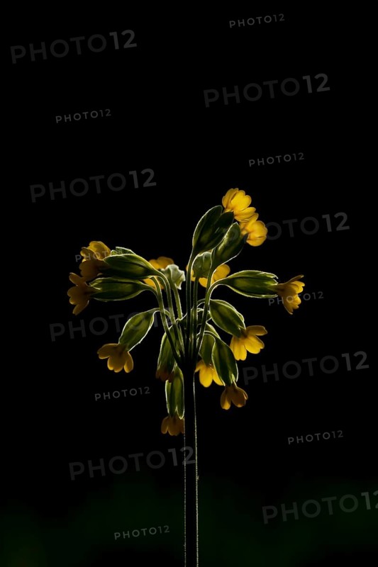 Cowslip (Primula veris) wildflower flower backlit in spring, England, United Kingdom