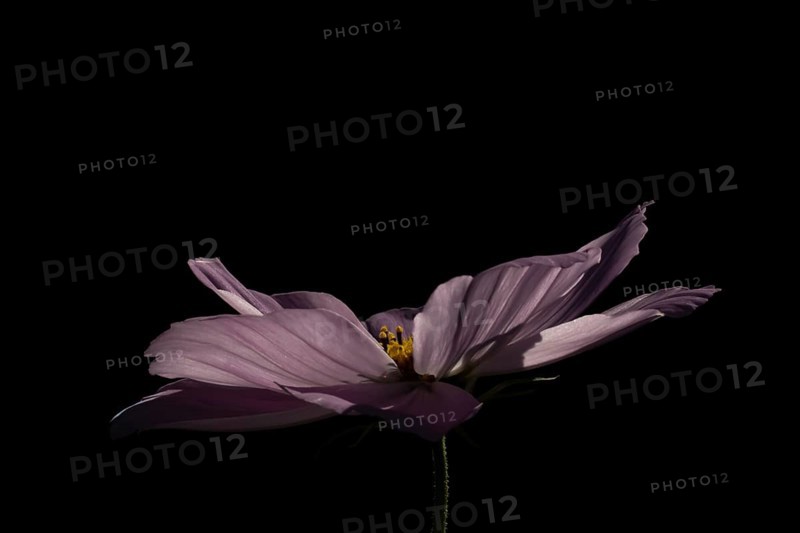 Cosmos garden annual flower in summer, England, United Kingdom