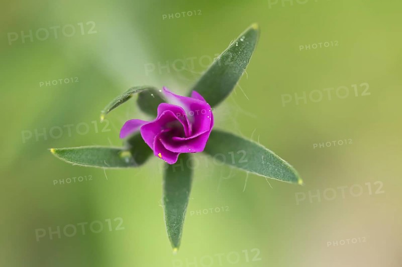 Common corncockle (Agrostemma githago) single pink wildflower flower in summer, England, United Kingdom