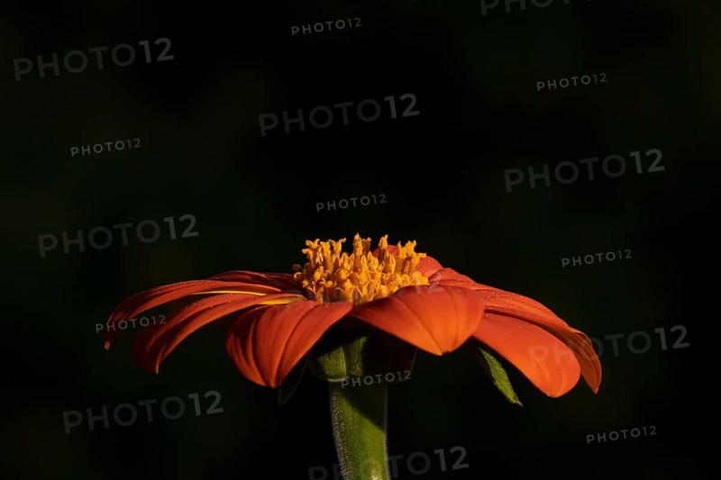 Mexican sunflower (Tithonia spp) 'Goldfinger' garden annual orange flower in summer, England, United Kingdom