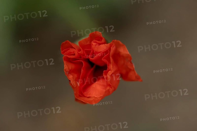 Common field poppy (Papaver rhoeas) single red wildflower flower in summer, England, United Kingdom