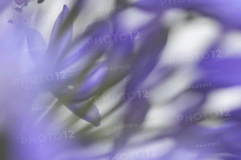 Agapanthus blue garden flower in summer, England, United Kingdom