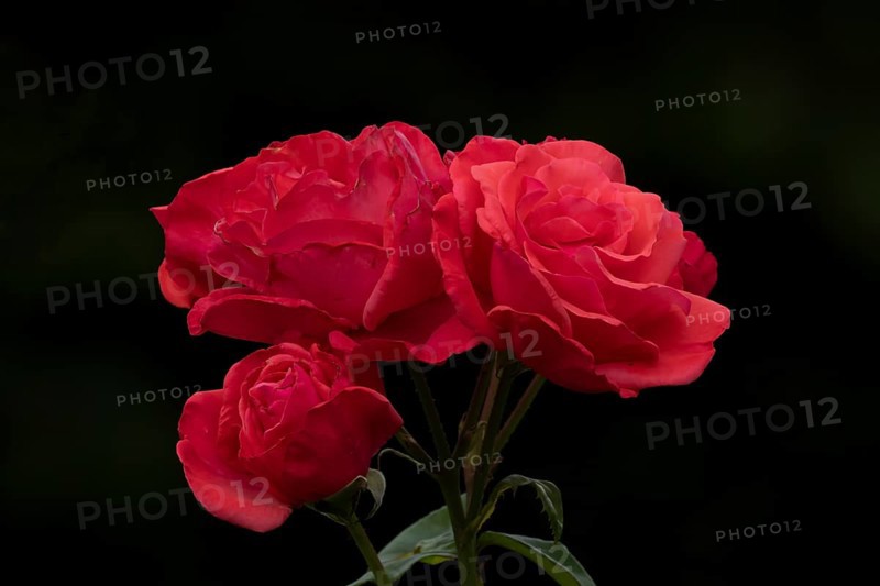 English red rose three garden flowers in summer, England, United Kingdom