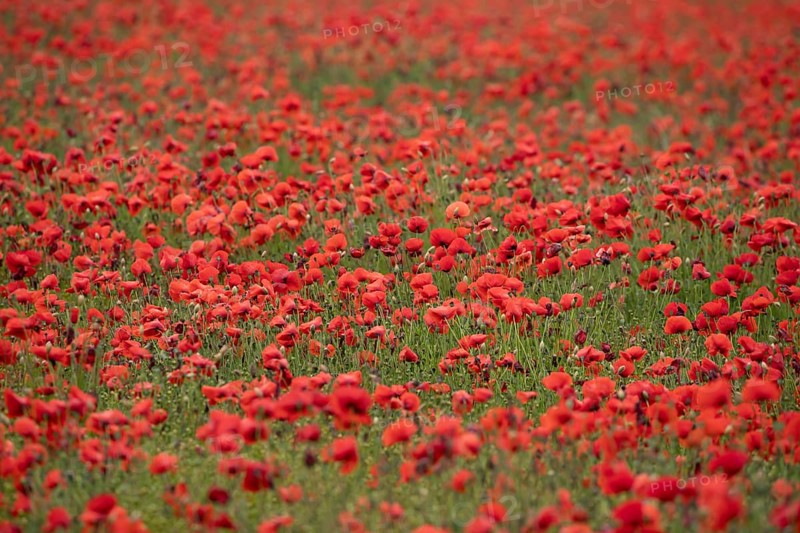 Common field poppy (Papaver rhoeas) red wildflower flowers poppies in a poppyfield in summer, England, United Kingdom