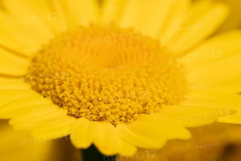 Corn marigold (Glebionis segetum) yellow wildflower flower in summer, England, United Kingdom