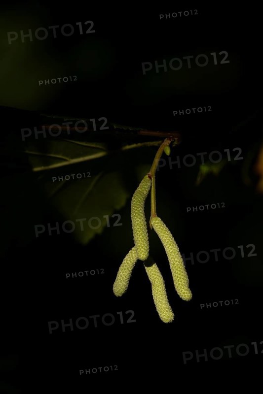 Hazel tree (Corylus avellana) catkins in autumn, England, United Kingdom