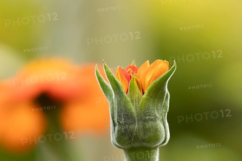 Mexican sunflower (Tithonia spp) 'Goldfinger' garden annual orange flower bub in summer, England, United Kingdom
