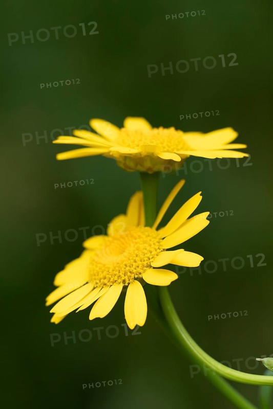 Corn marigold (Glebionis segetum) two yellow wildflower flowers in summer, England, United Kingdom