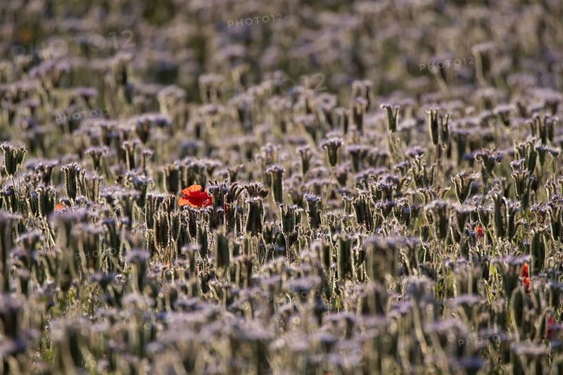 Phacelia (Phacelia tanacetifolia) field of flowers with a single Common field poppy (Papaver rhoeas) red wildflower flower in summer, England, United Kingdom