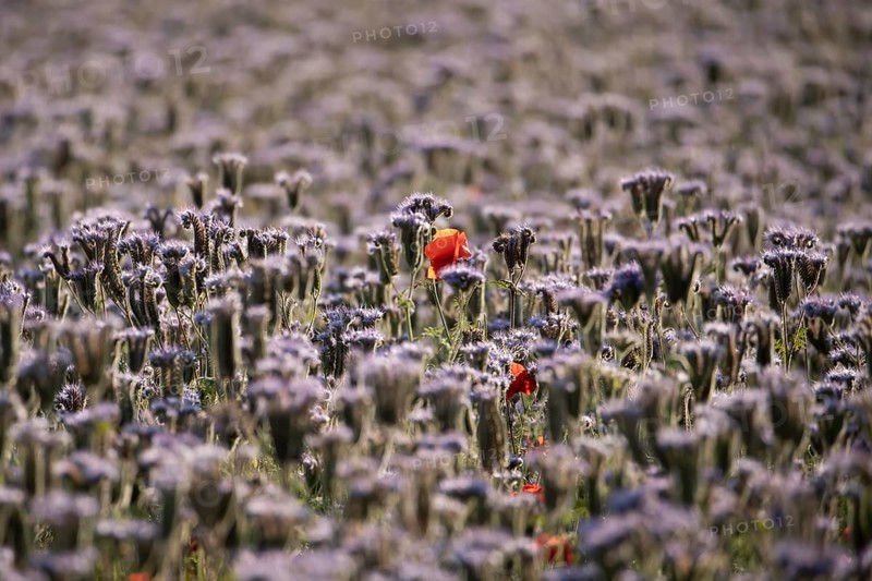 Phacelia (Phacelia tanacetifolia) field of flowers with Common field poppy (Papaver rhoeas) red wildflower flower in summer, England, United Kingdom