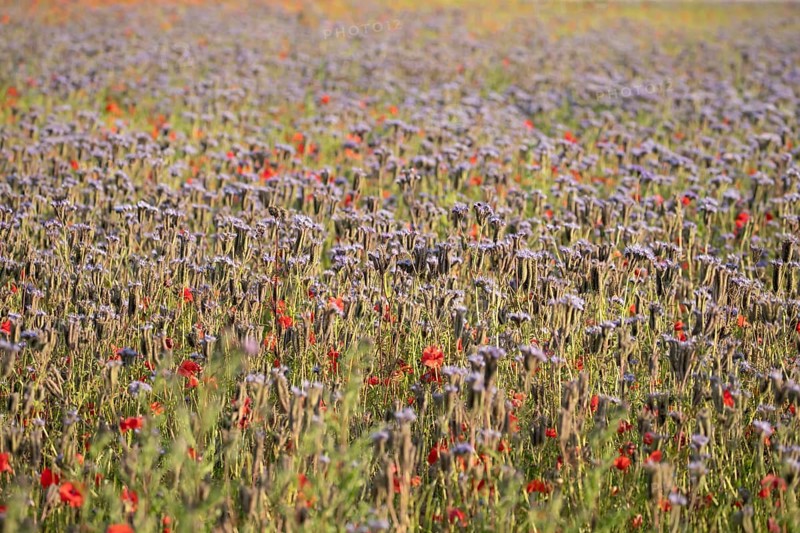 Phacelia (Phacelia tanacetifolia) and Common field poppy (Papaver rhoeas) red wildflower flowers in a field in summer, England, United Kingdom