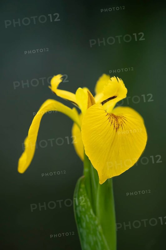 Yellow flag iris (Iris pseudacorus) single flower in summer, England, United Kingdom