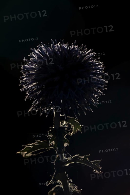 Globe thistle (Echinops bannaticus) single garden flower backlit in summer, England, United Kingdom