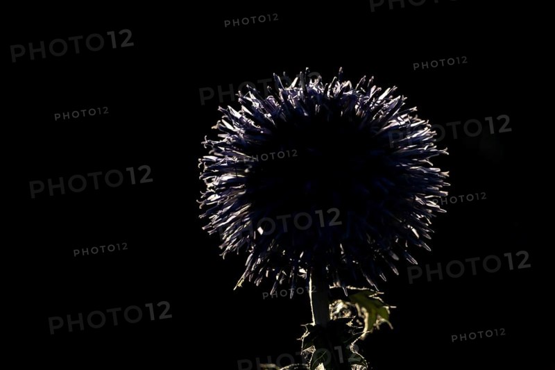 Globe thistle (Echinops bannaticus) single garden flower backlit in summer, England, United Kingdom