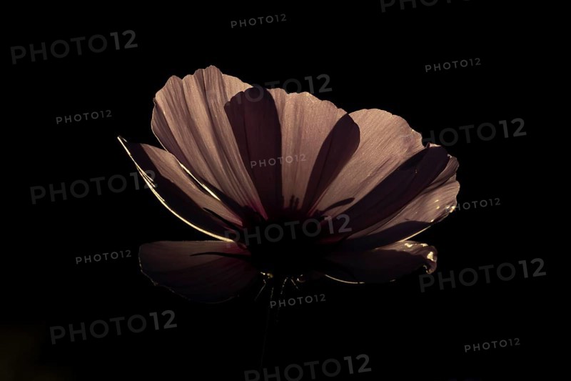 Cosmos garden flower backlit in summer, England, United Kingdom