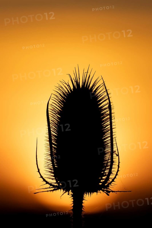 Teasel (Dipsacus fullonum) silhouette of a single plant seedhead at sunset, England, United Kingdom