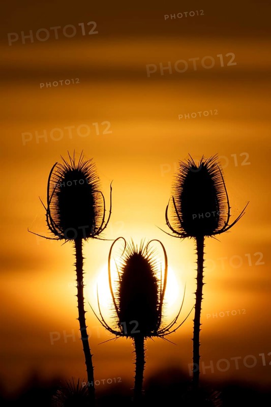 Teasel (Dipsacus fullonum) silhouette of a three plant seedheads at sunset, England, United Kingdom