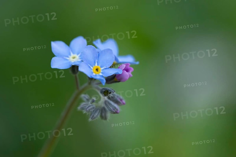 Forget-me-not (Myosotis sylvatia) annual blue flower in spring, England, United Kingdom