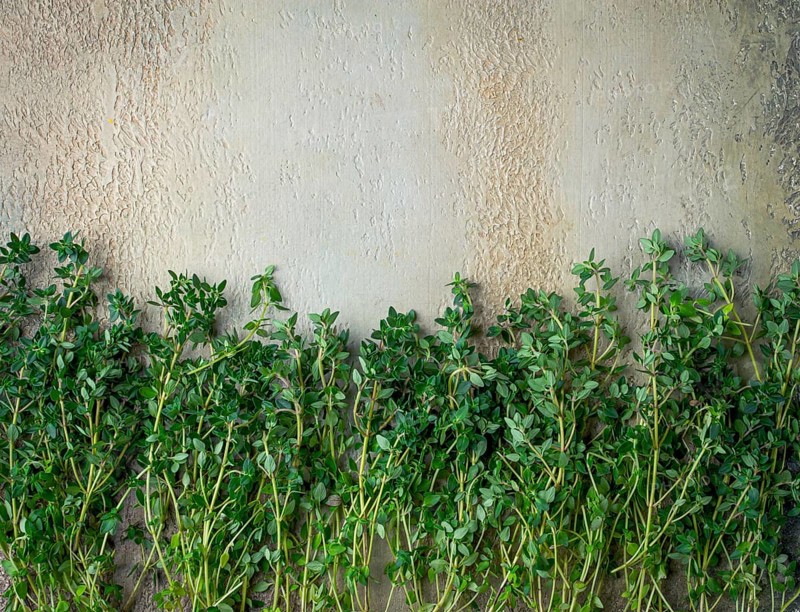 Lemon thyme, laid out on the table, food photographer, top view