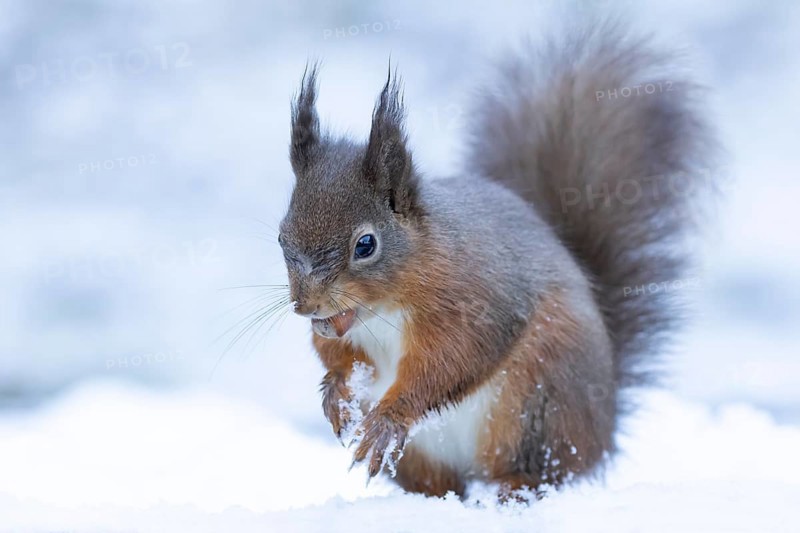 Red squirrel (Sciurus vulgaris) adult mammal carrying a nut in its mouth in snow in winter, Yorkshire, England, United Kingdom