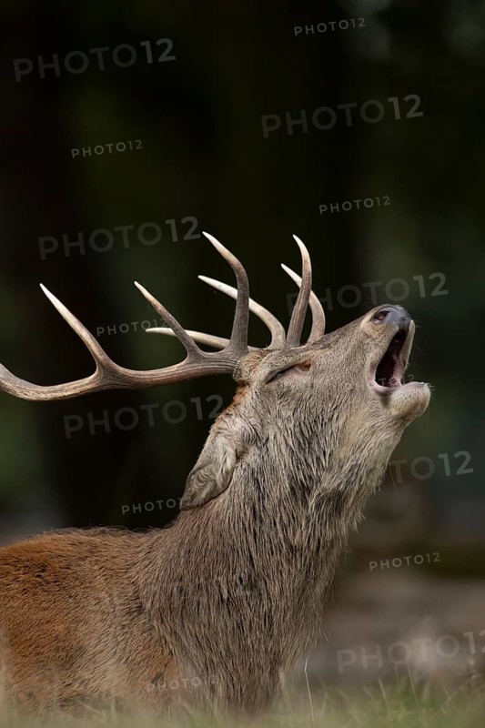 Red deer (Cervus elaphus) adult male stag mammal roaring in the annual rut in autumn, England, United Kingdom