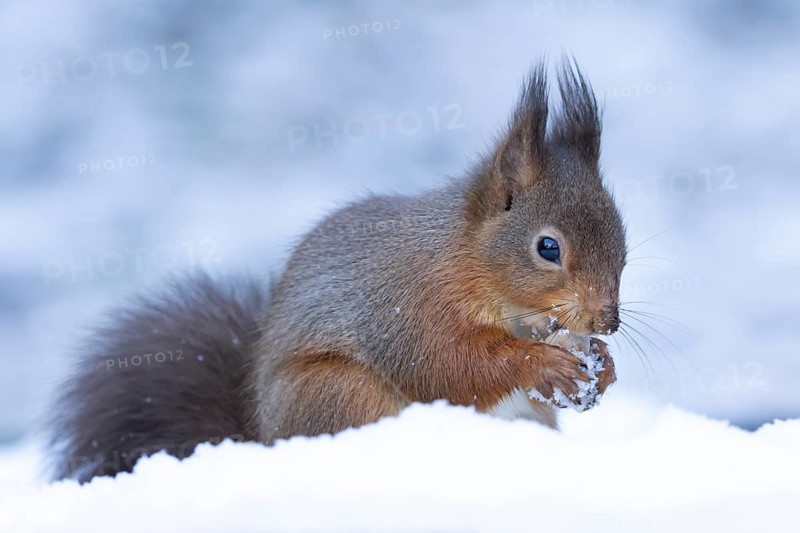 Red squirrel (Sciurus vulgaris) adult mammal eating a hazel nut in snow in winter, Yorkshire, England, United Kingdom