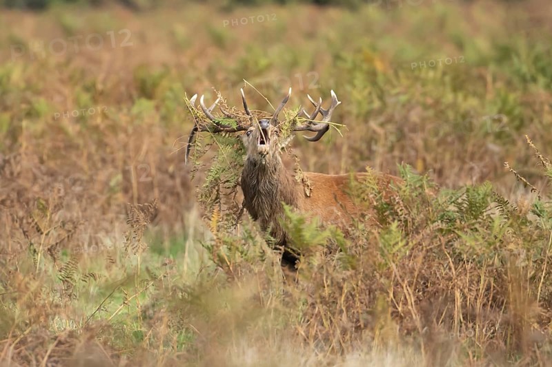 Red deer (Cervus elaphus) adult male stag mammal roaring in the annual rut in autumn, England, United Kingdom