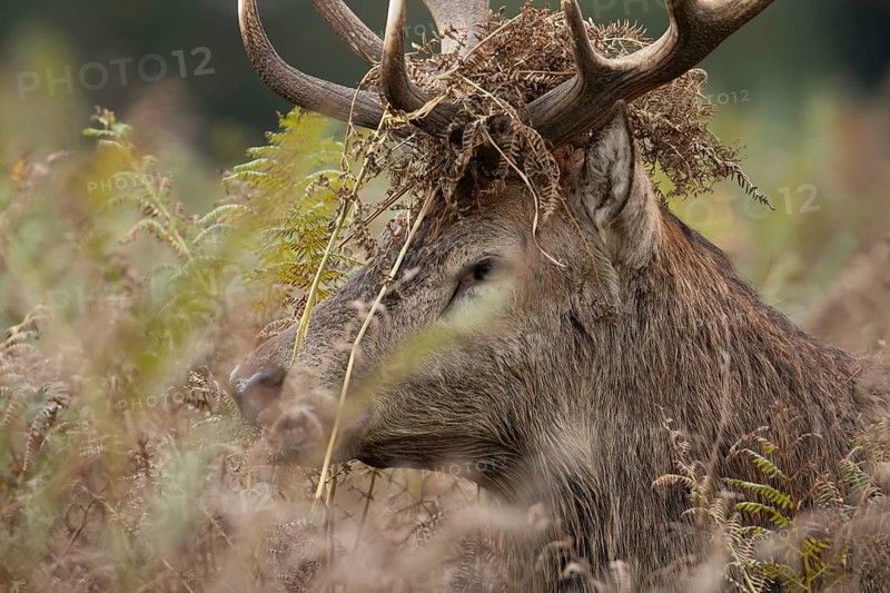 Red deer (Cervus elaphus) adult male stag mammal with bracken on its head in the annual rut in autumn, England, United Kingdom