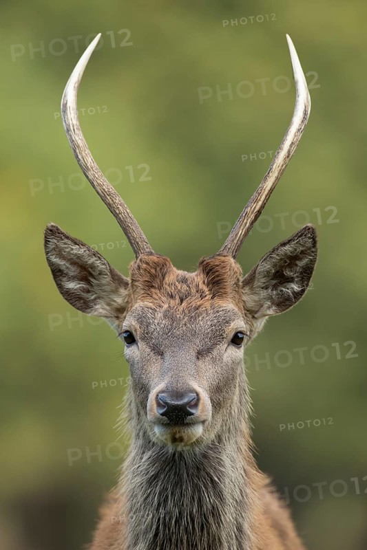 Red deer (Cervus elaphus) juvenile male stag mammal head portrait in autumn, England, United Kingdom