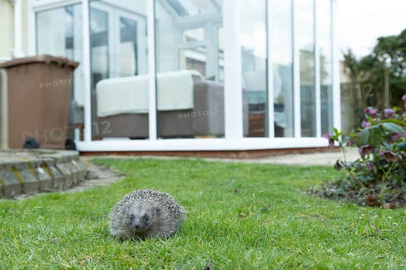 European hedgehog (Erinaceus europaeus) adult mammal on a garden grass lawn with a house conservatory in the background in spring, England, United Kingdom